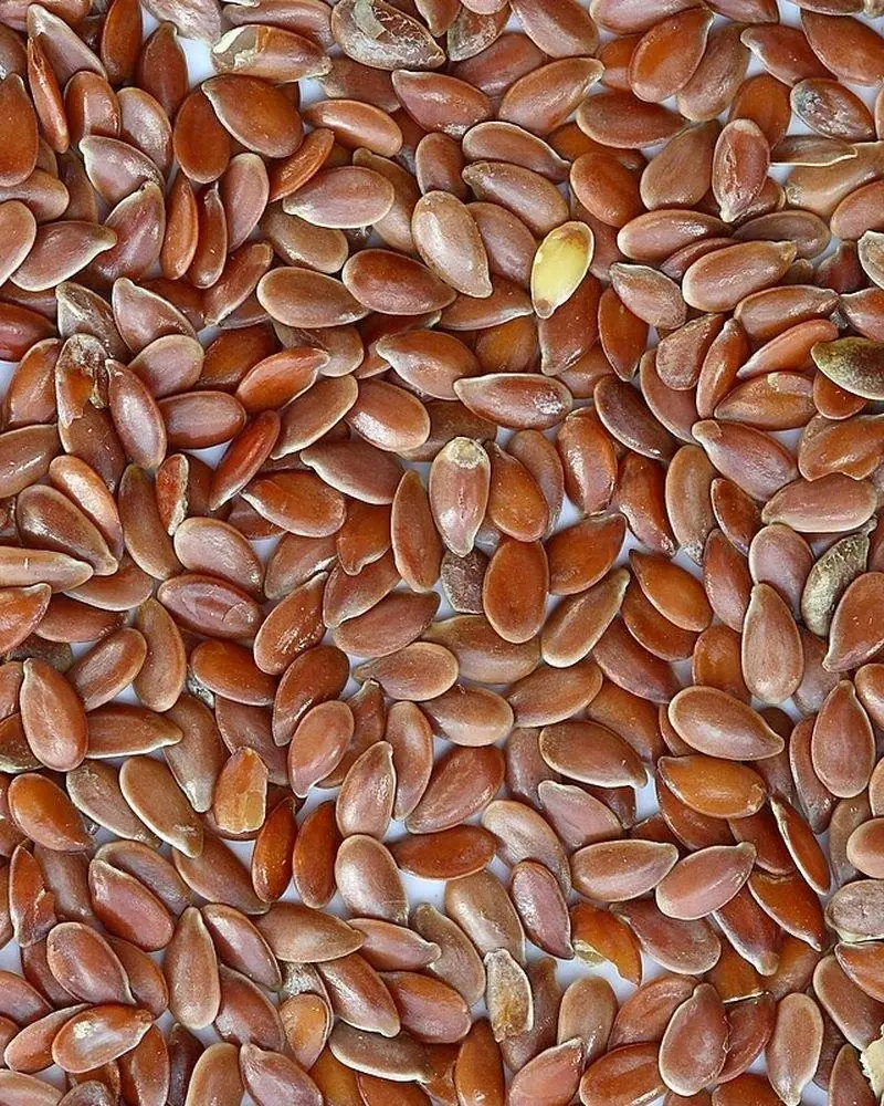 Flax seed