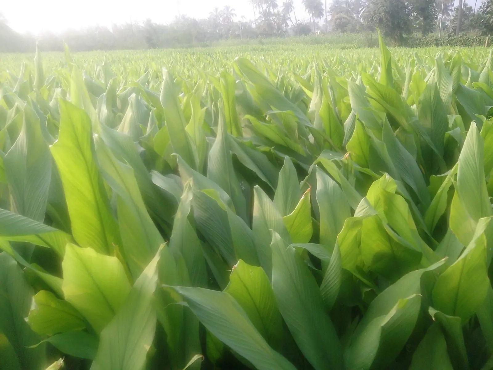 A field of turmeric plants in full leaf